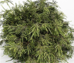 3 Different tree Bush Golden Globe Dwarf Thuja Spruce tree