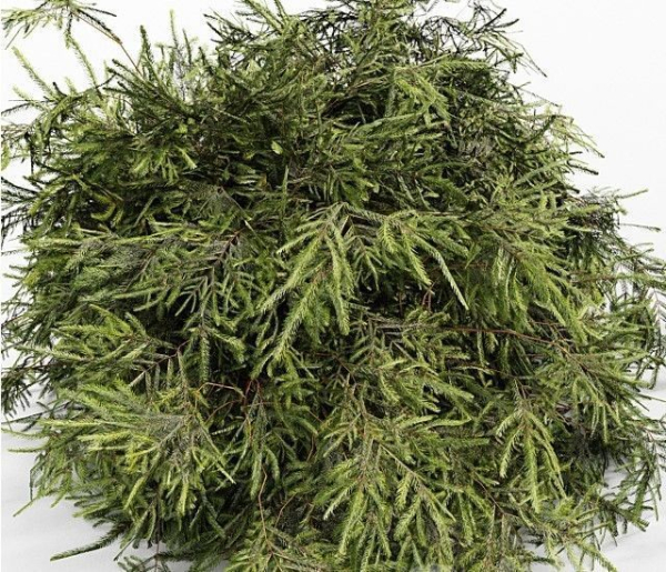 3 Different tree Bush Golden Globe Dwarf Thuja Spruce tree