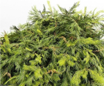 3 Different tree Bush Golden Globe Dwarf Thuja Spruce tree