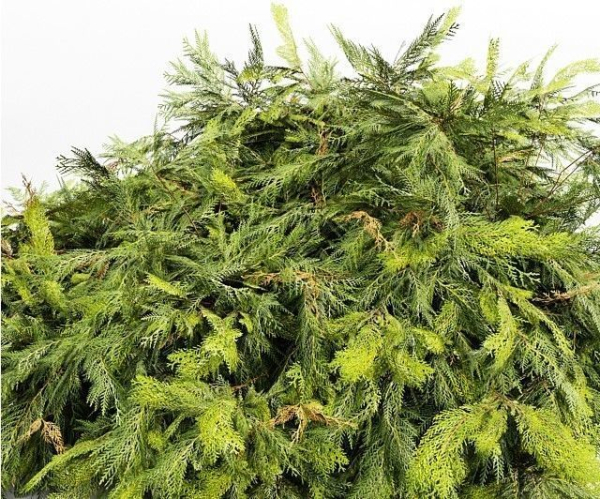 3 Different tree Bush Golden Globe Dwarf Thuja Spruce tree