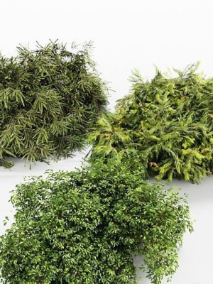3 Different tree Bush Golden Globe Dwarf Thuja Spruce tree