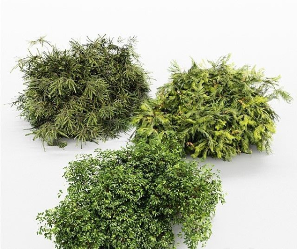 3 Different tree Bush Golden Globe Dwarf Thuja Spruce tree