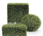 3 Different treeDwarf Yaupon Holly Spherical Box hedge