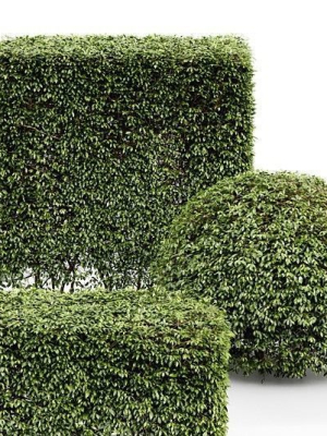 3-different-treedwarf-yaupon-holly-spherical-box-hedge-3d-model-max-obj-fbx-mat