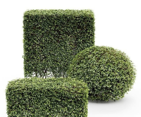 3 Different treeDwarf Yaupon Holly Spherical Box hedge