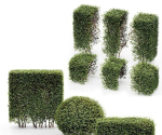 3 Different treeDwarf Yaupon Holly Spherical Box hedge