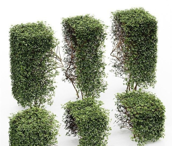 3 Different treeDwarf Yaupon Holly Spherical Box hedge