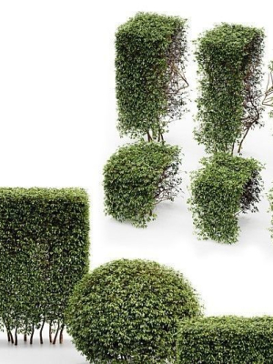 3 Different treeDwarf Yaupon Holly Spherical Box hedge