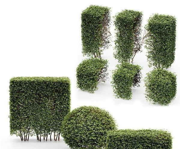 3 Different treeDwarf Yaupon Holly Spherical Box hedge