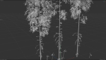 3 high quality realistic bamboo