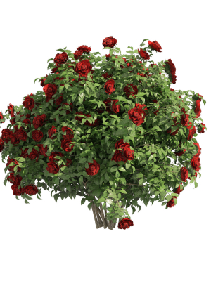 3-red-rose-flower-bush-low-poly-3d-model-low-poly-max-obj-fbx-c4d-stl