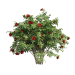 3 Red Rose Flower Bush Low Poly