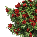 3 Red Rose Flower Bush Low Poly