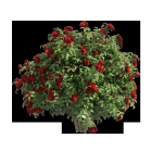 3 Red Rose Flower Bush Low Poly
