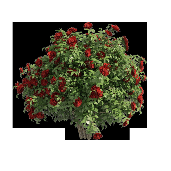 3 Red Rose Flower Bush Low Poly