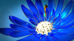 3d Blue Flower Animated