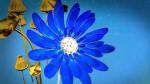 3d Blue Flower Animated