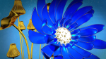 3d Blue Flower Animated
