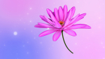 3d Daisy Flower Animated