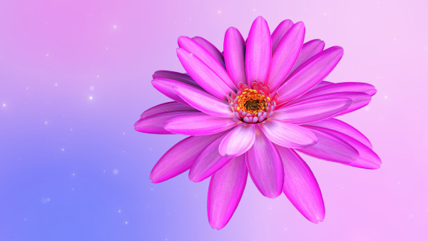 3d Daisy Flower Animated