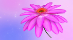 3d Daisy Flower Animated