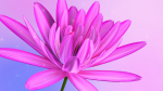 3d Daisy Flower Animated