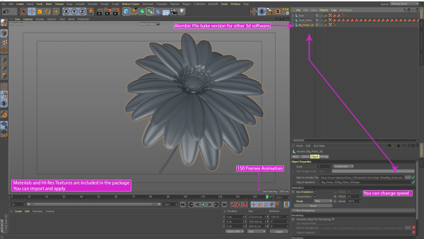 3d Daisy Flower Animated