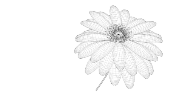3d Daisy Flower Animated