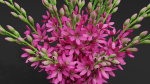 3d Flower bouquet