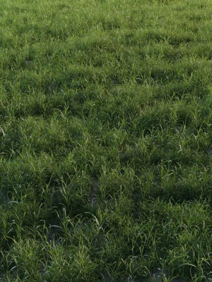3d-grass-collection-vol01-3d-model-obj-fbx-blend