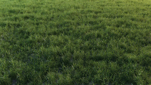 3D Grass collection vol01