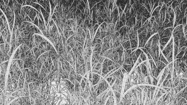 3D Grass collection vol01