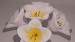 3D Lily Model