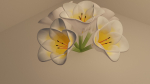 3D Lily Model