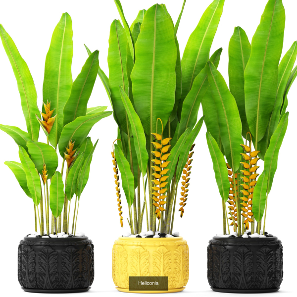 Collection of plants in pots for street and interior decor