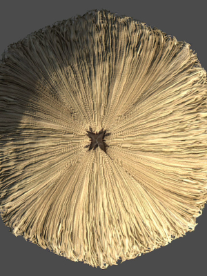 3d-model