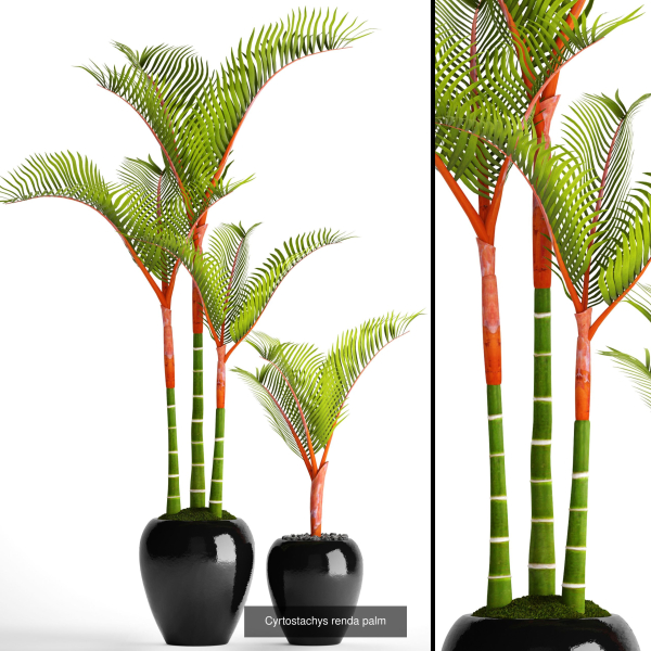 Collection of plants in pots for street and interior decor