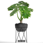 Collection of plants in pots for street and interior decor
