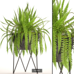 Collection of plants in pots for street and interior decor