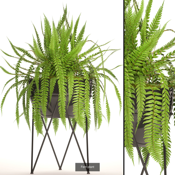 Collection of plants in pots for street and interior decor