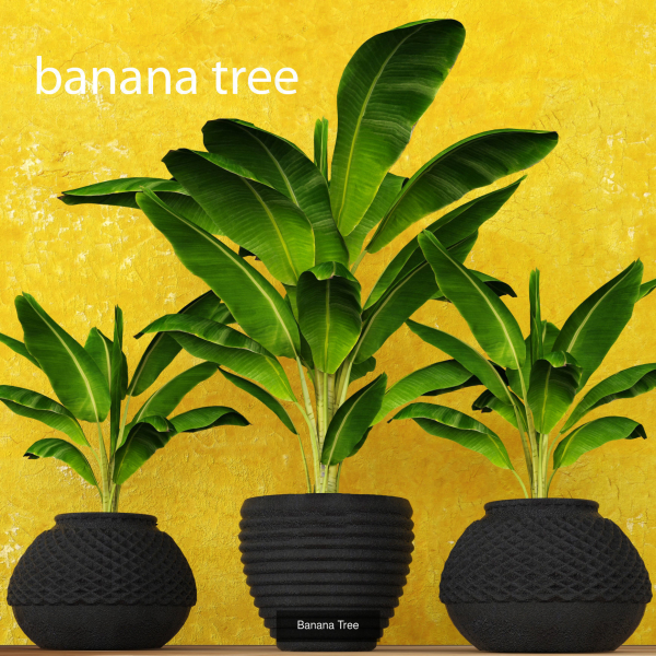 Collection of plants in pots for street and interior decor