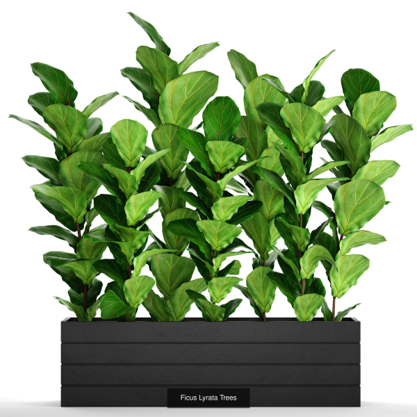 Collection of plants in pots for street and interior decor
