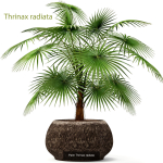 Collection of plants in pots for street and interior decor