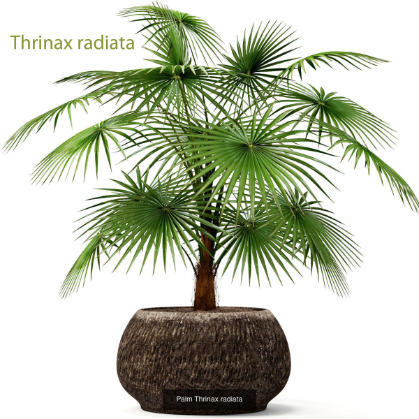 Collection of plants in pots for street and interior decor