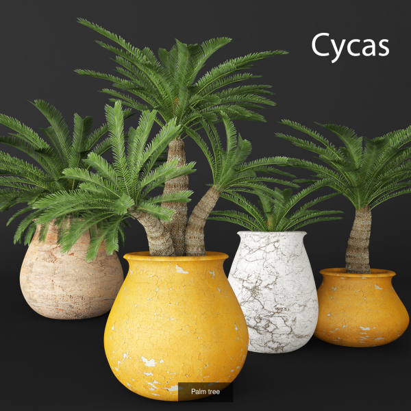 Collection of plants in pots for street and interior decor