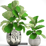Collection of plants in pots for street and interior decor