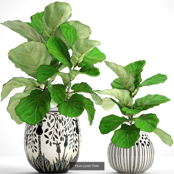 Collection of plants in pots for street and interior decor