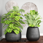 Collection of plants in pots for street and interior decor