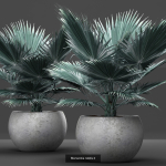 Collection of plants in pots for street and interior decor