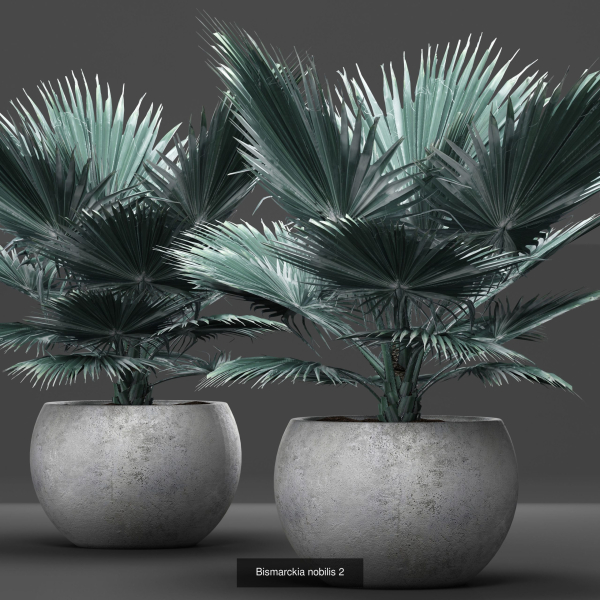 Collection of plants in pots for street and interior decor